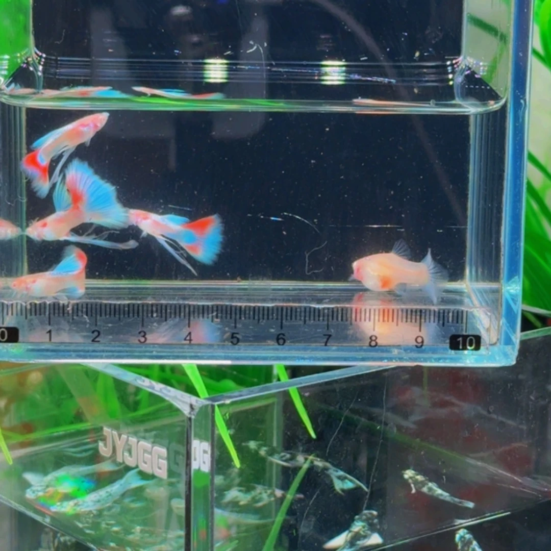 川***孔雀鱼火烧云公缎带，母普通，拍一对送一对备损，2对4条