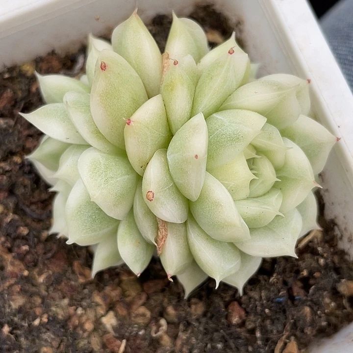 麦秆锦。锦龙一物一拍
