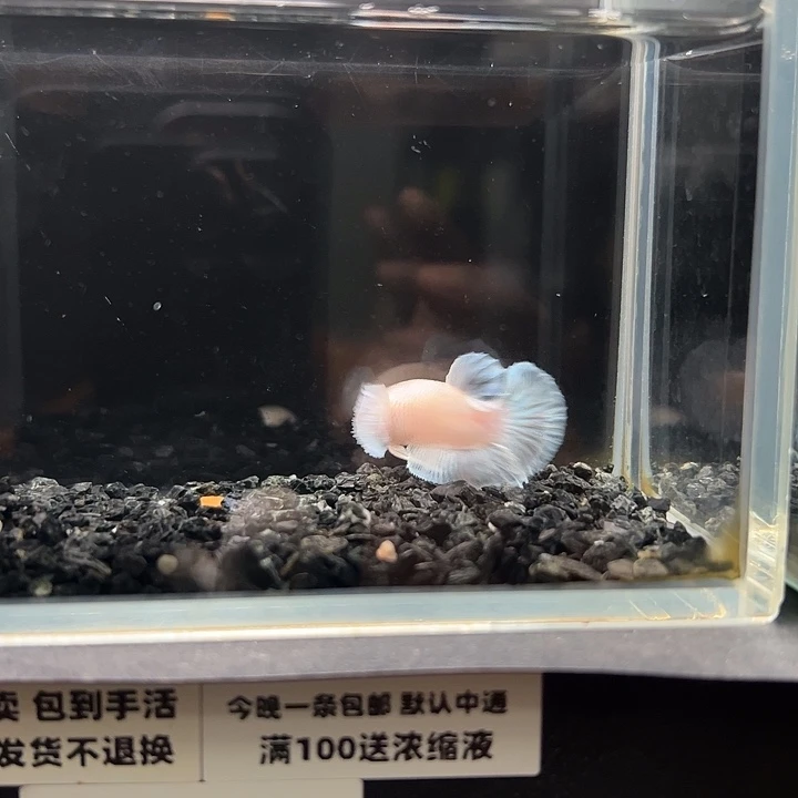 斗鱼竞拍跑单4日19