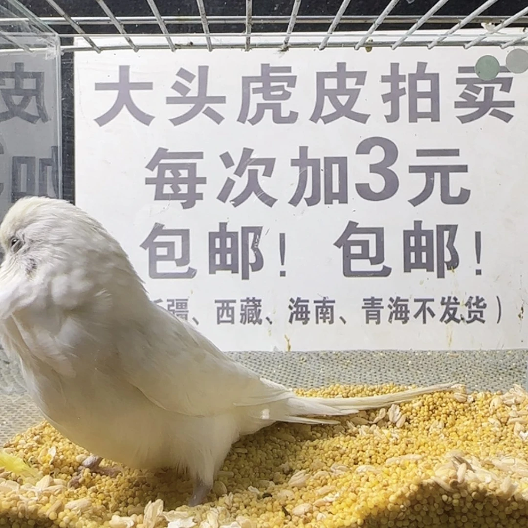 虎皮鹦鹉大头鹦鹉