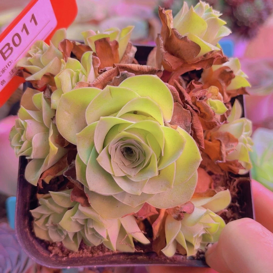 011山地玫瑰绿色