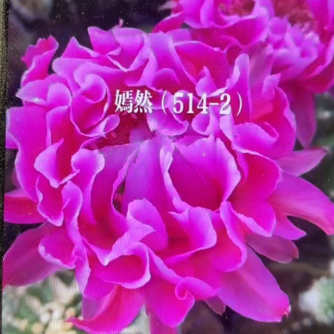 带根514-3彩无根侧牙20包邮25