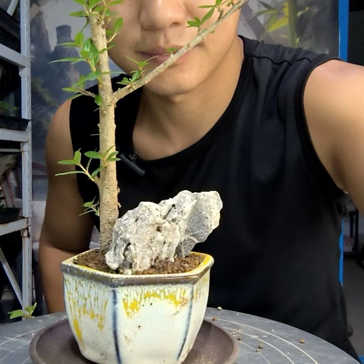 鹈**顶中青园艺一物一拍30