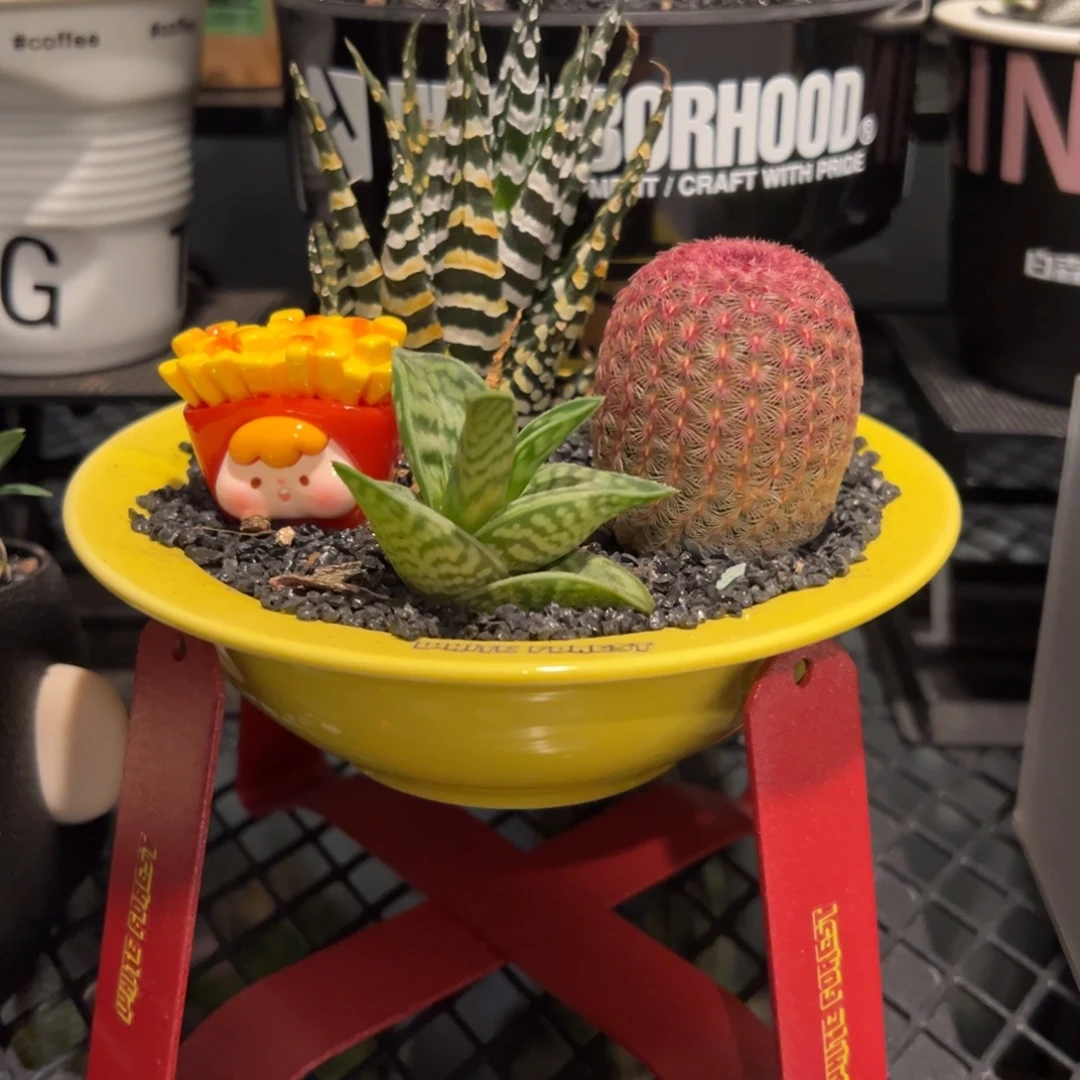 潮流植物微景观一物一拍