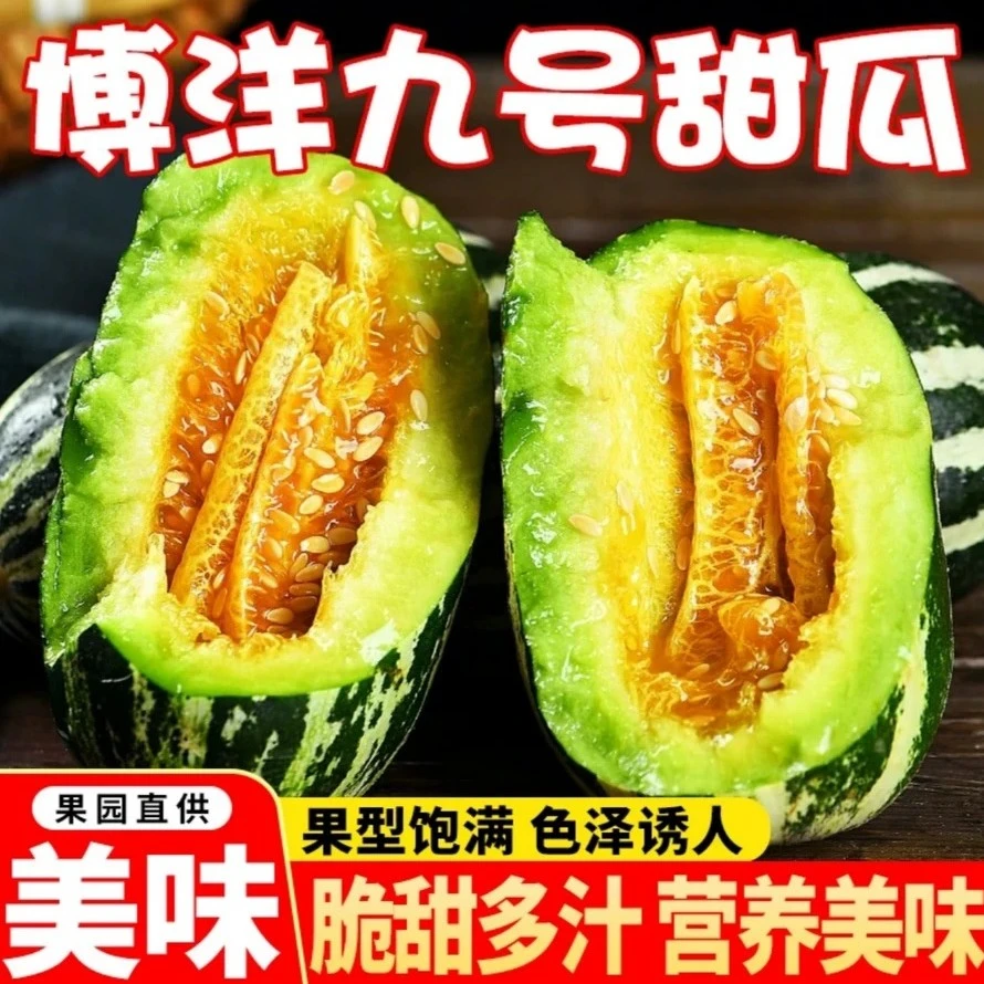 现摘现发包邮山东博洋9号甜瓜新鲜水果当季整箱包邮羊角香甜香蜜