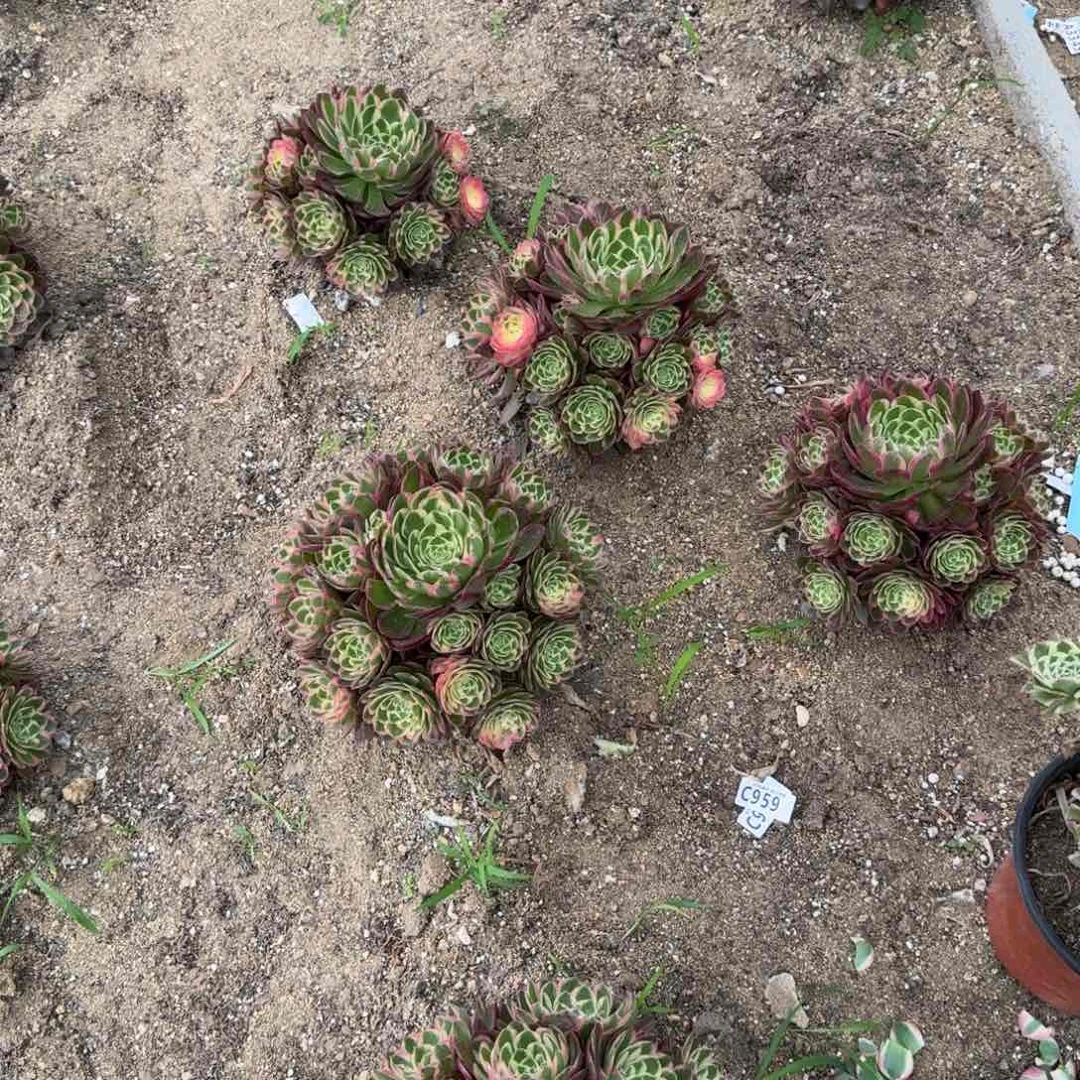 依*海王白盆。多肉葡萄