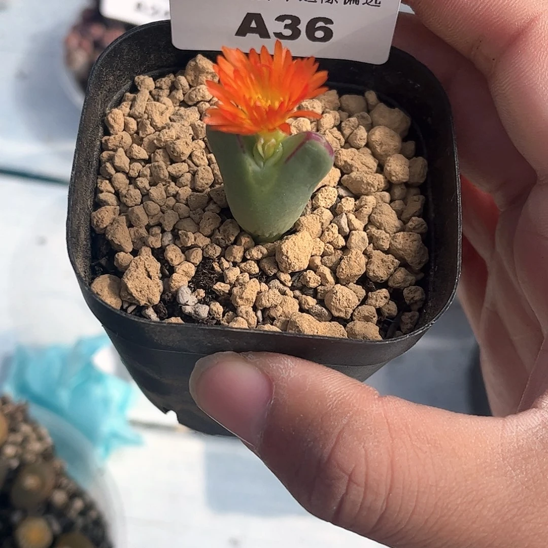 1103–番杏福利a36