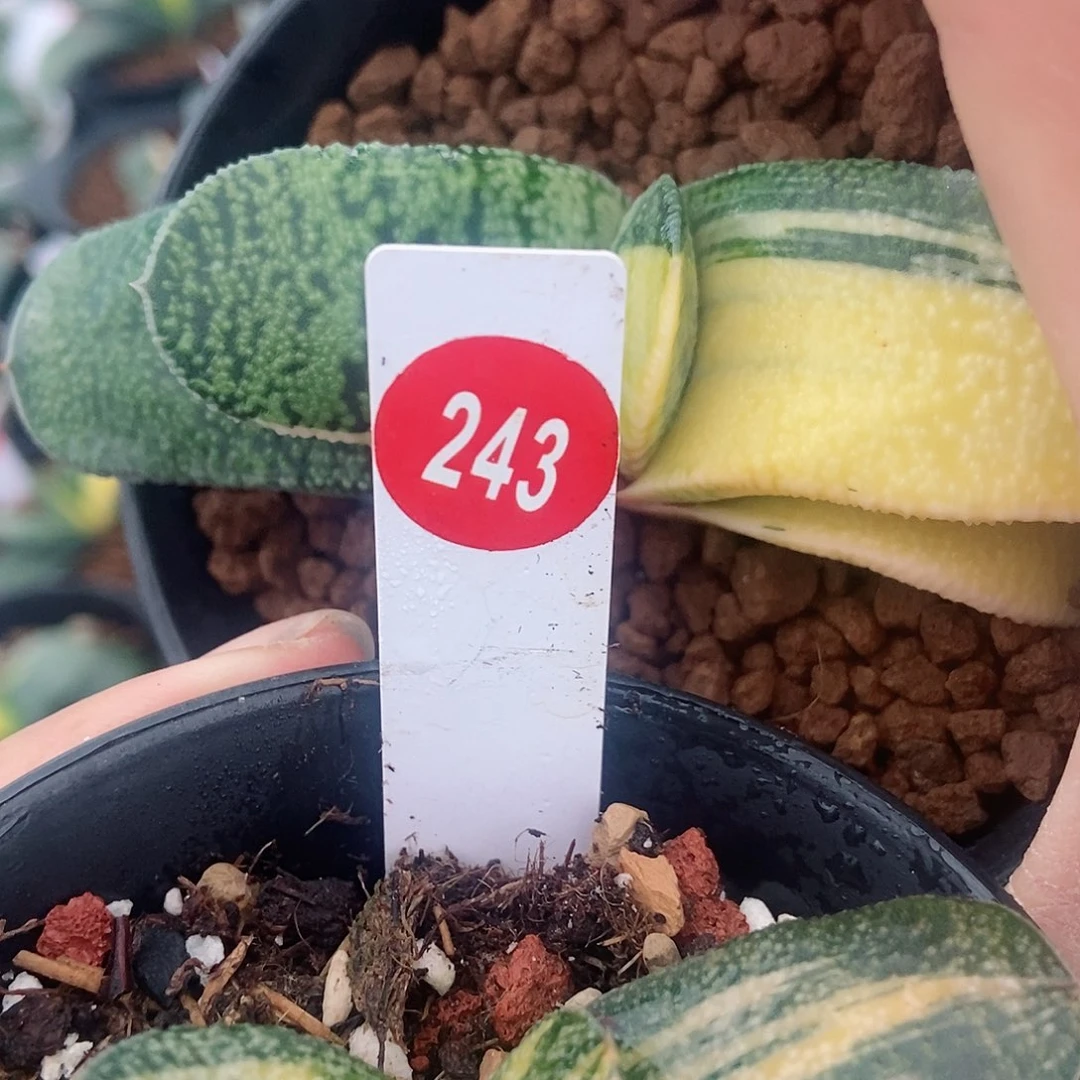 心243、483卧牛实生锦带盆发货