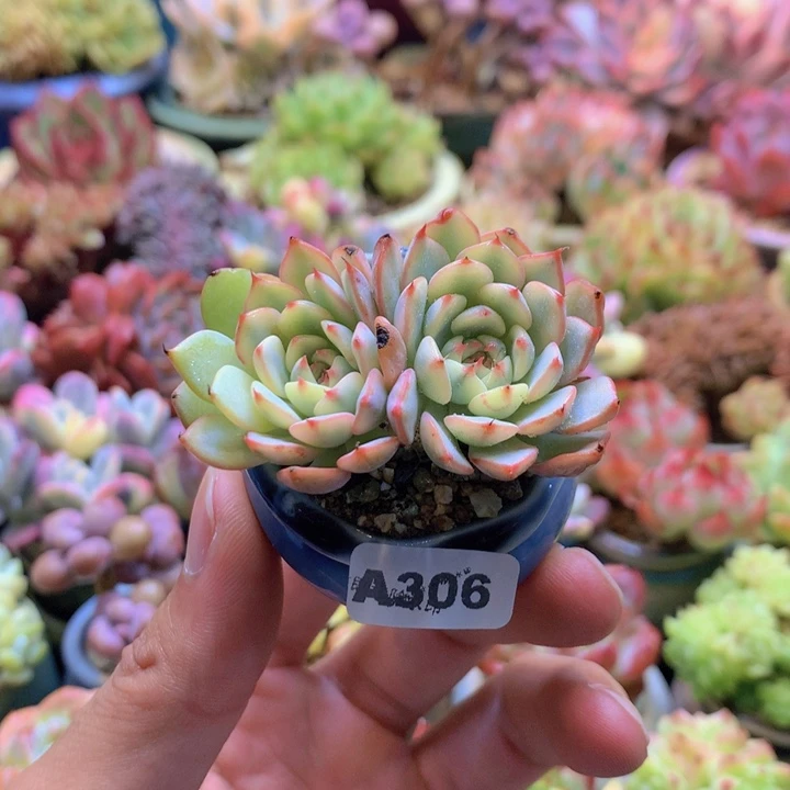 一物一拍含盆土满38包邮A306