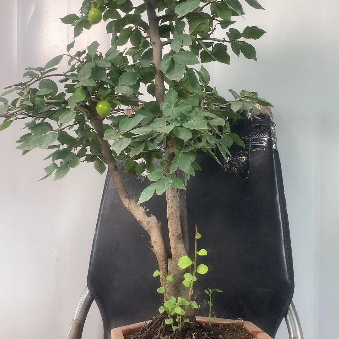 Z****无花朵老鸦柿原生的老鸦柿