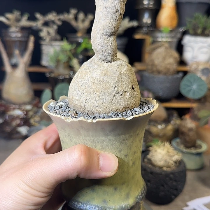 一物一拍素可泰山乌龟330