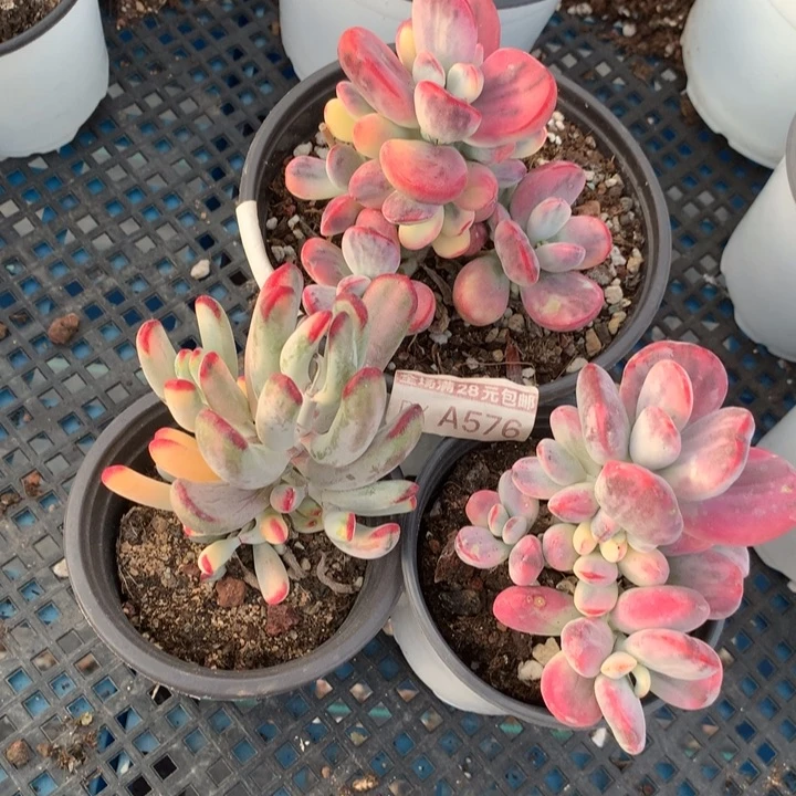 无花朵专拍链接多肉