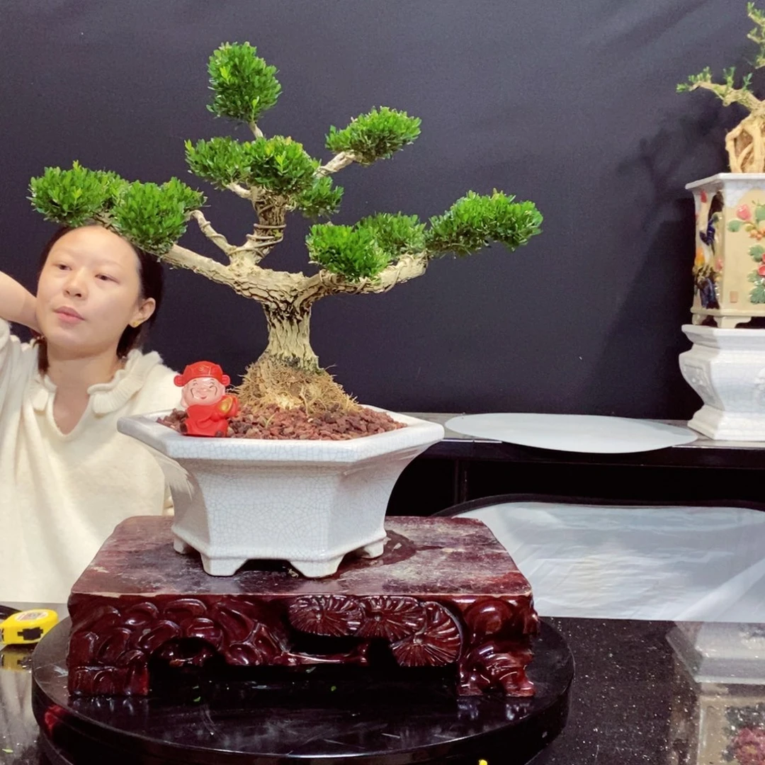 无花朵黄杨盆景雀舌软枝