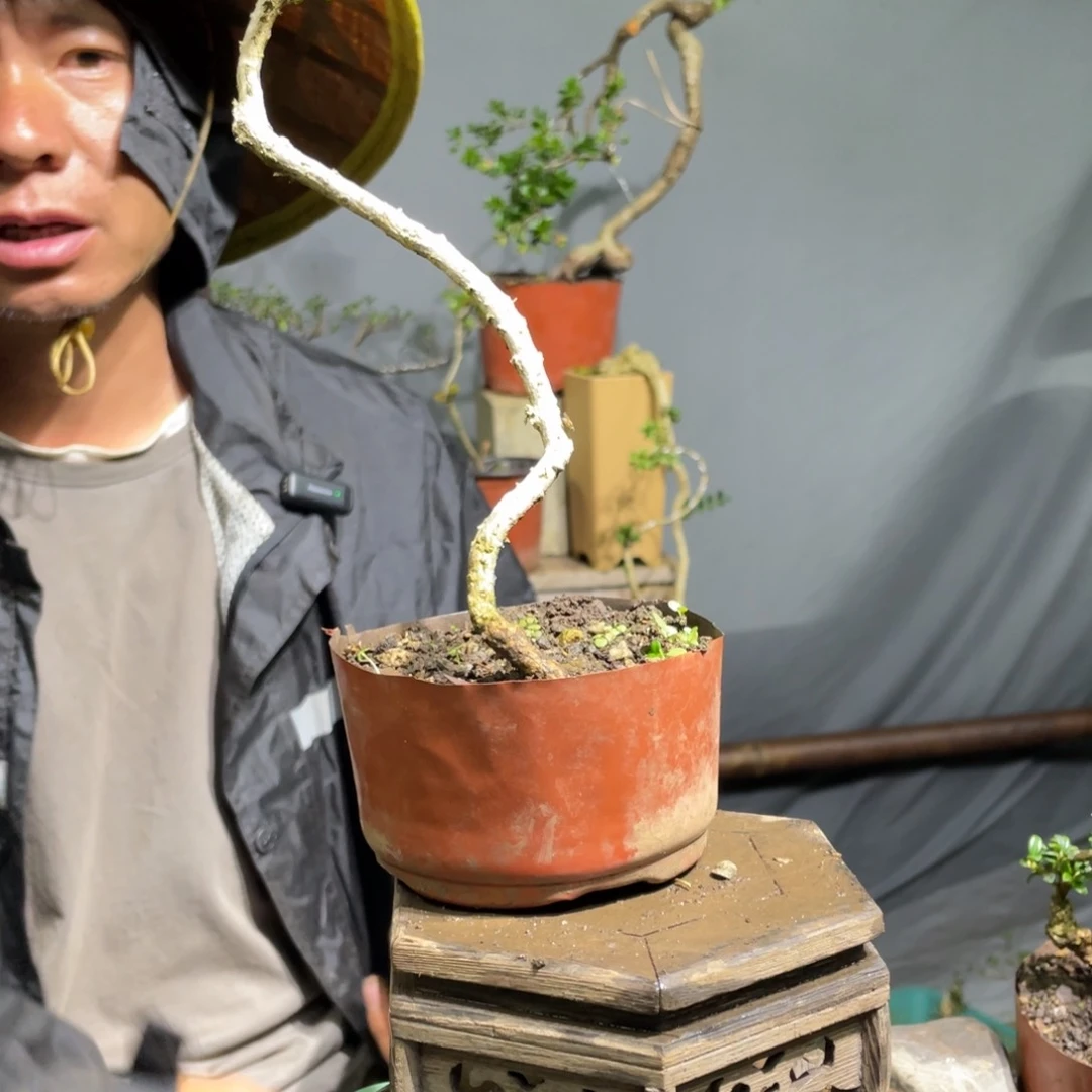 完全开放珍珠黄杨