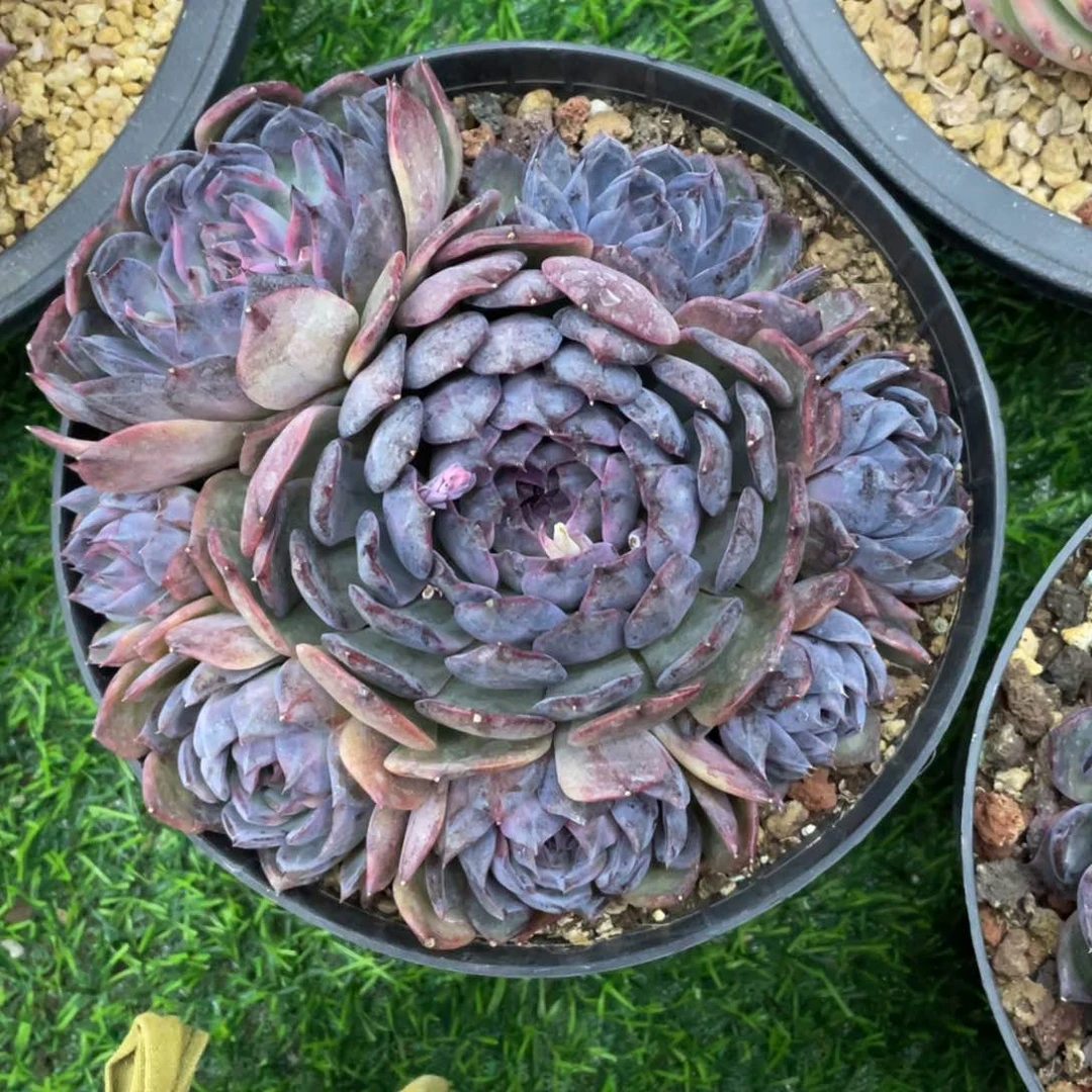 街****鸽蓝色妖姬冠幅16公分一物一拍