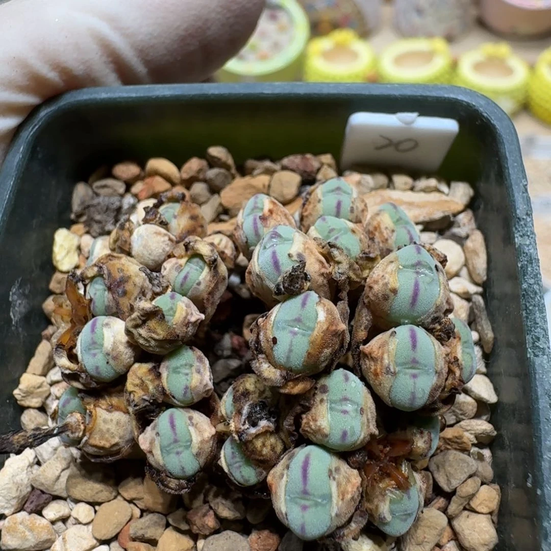 D***岩0626-52口迪肉锥肉锥肉锥