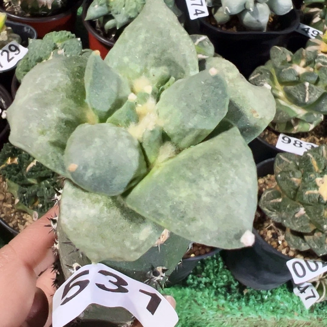 无花朵福利青瓷牡丹531