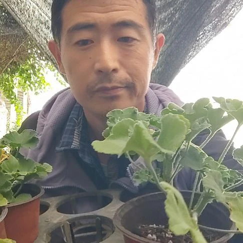 无花朵佳人，野玫瑰，温蒂瑞德，凤九