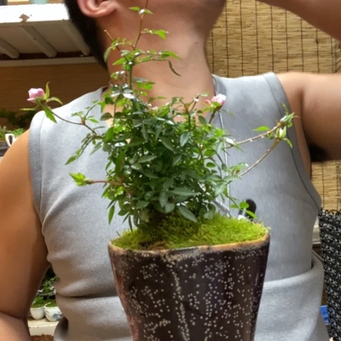 红陶一物一拍所见即所得54