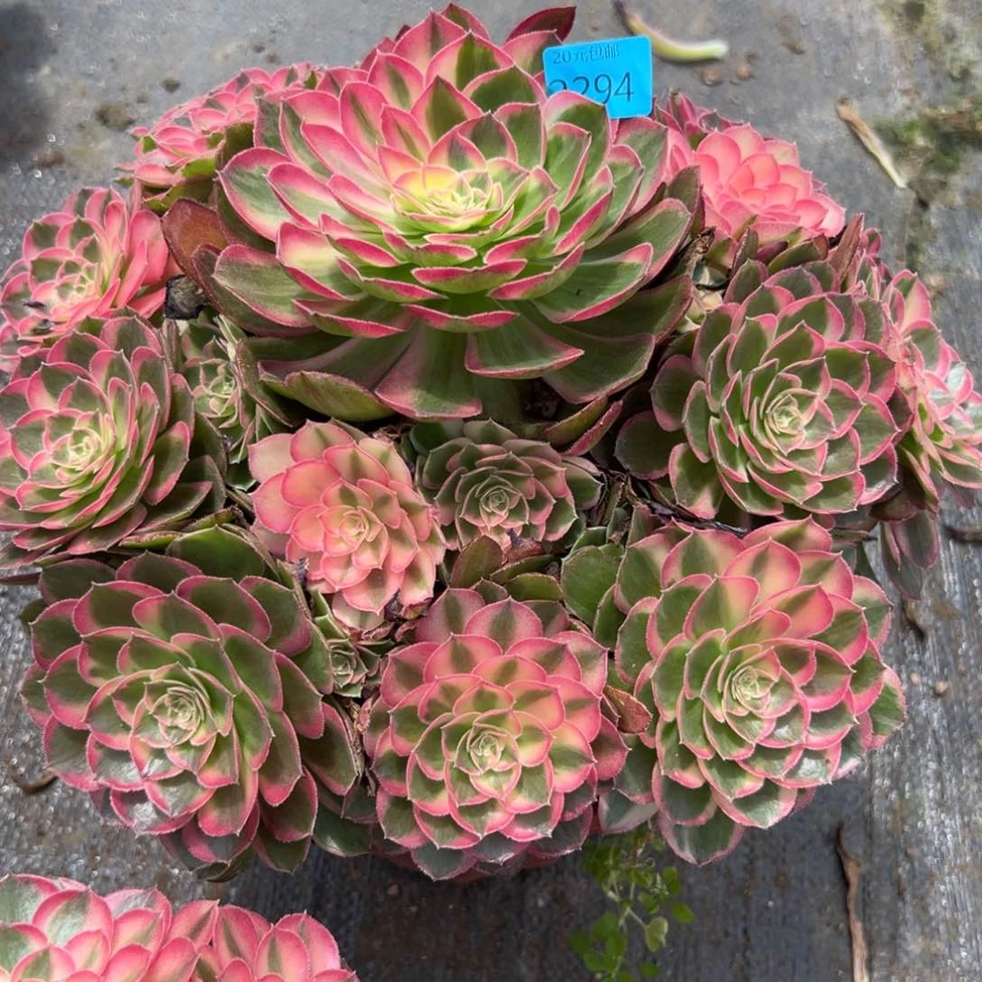 巧***塔2294西施多肉植物系