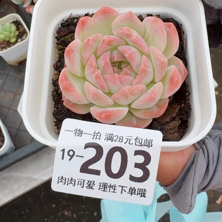 梦幻泡影无盆土发货无盆