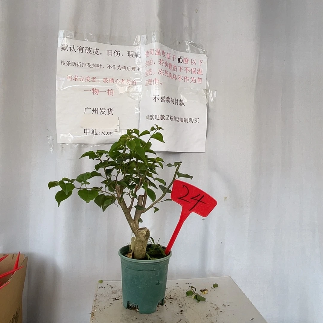 当前无花栽培后可以开花24加州黄金小桩