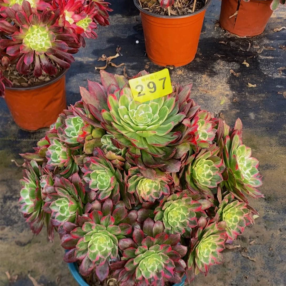 自*多肉0000297水晶莲花