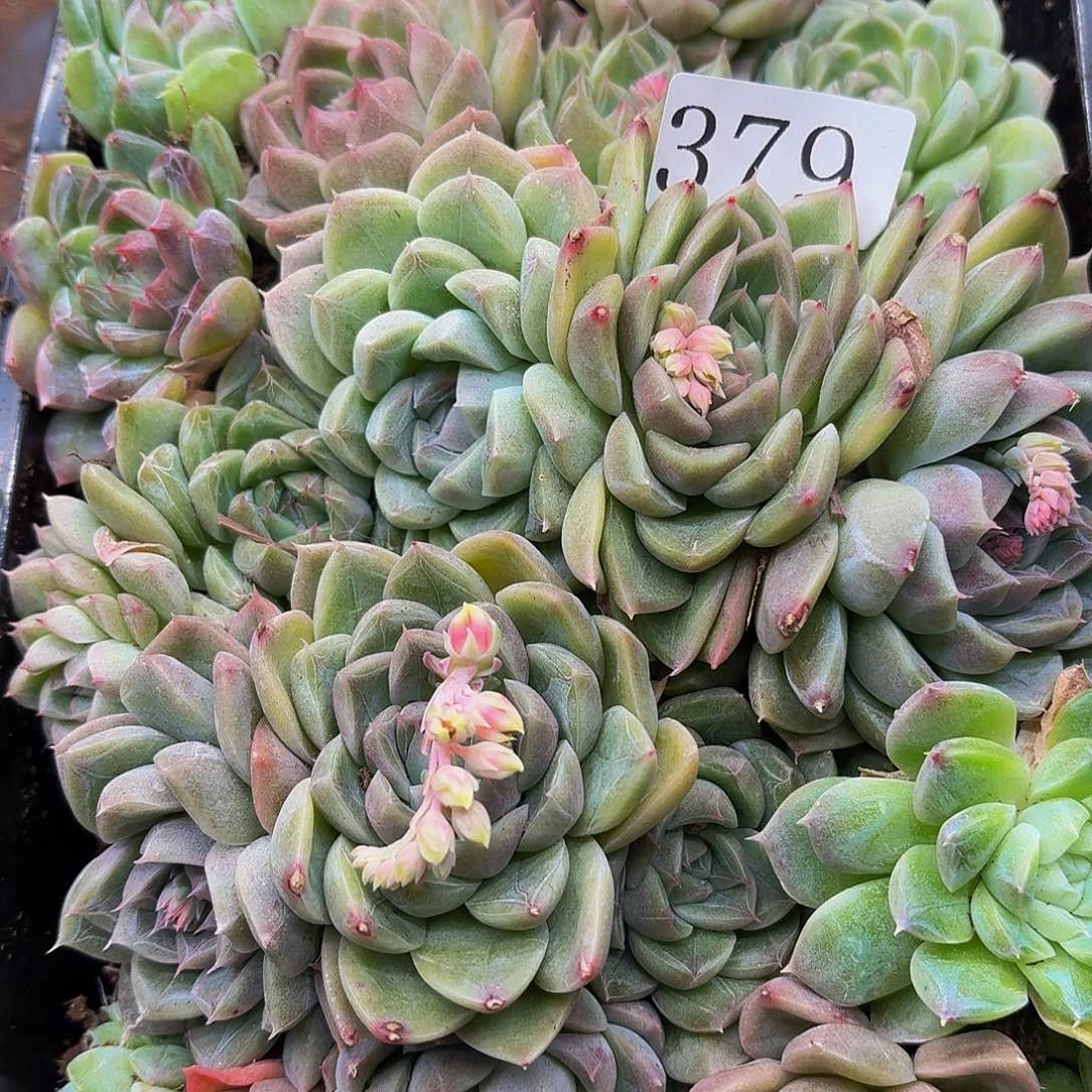 多肉植物多肉植物379