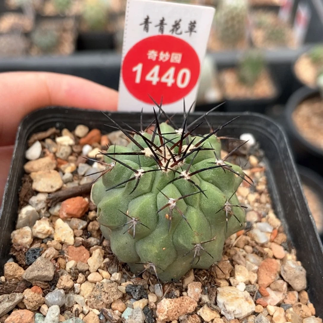 自根萝卜根优选黑王丸3.4cm侧面有斑