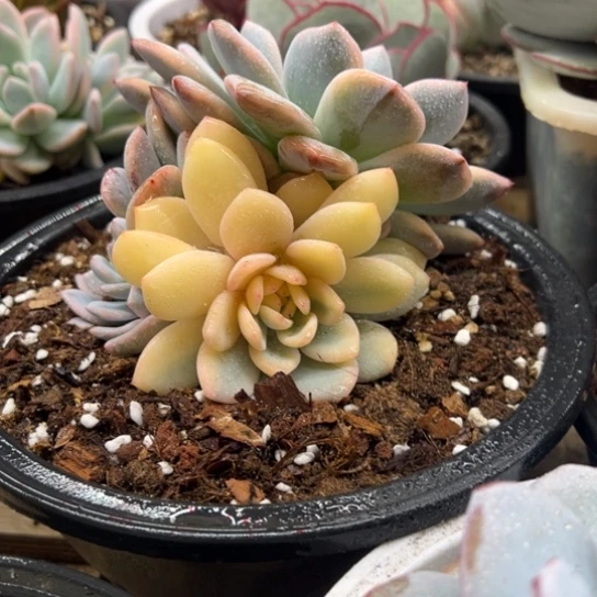 橙梦露锦 夏鸣园艺