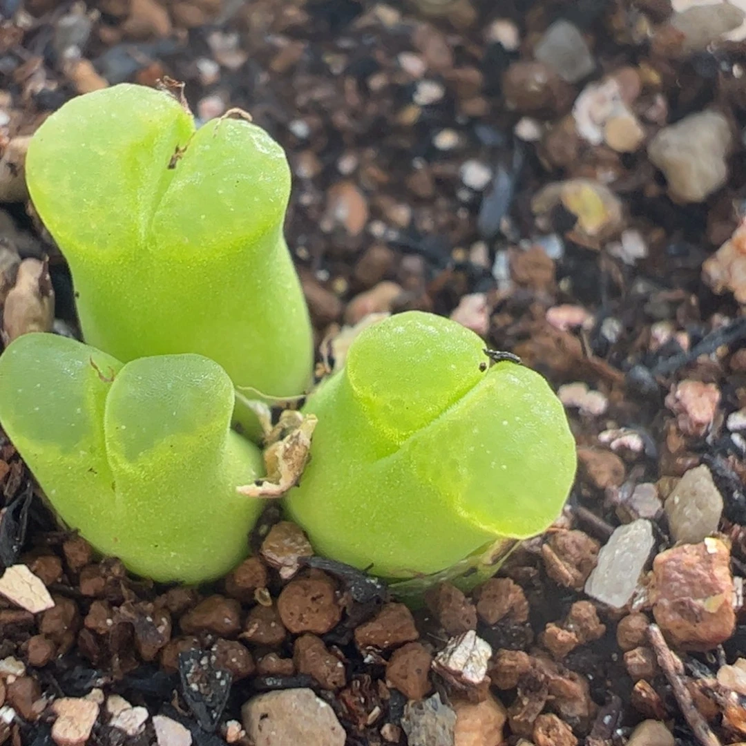 粉极窗多肉植物百科