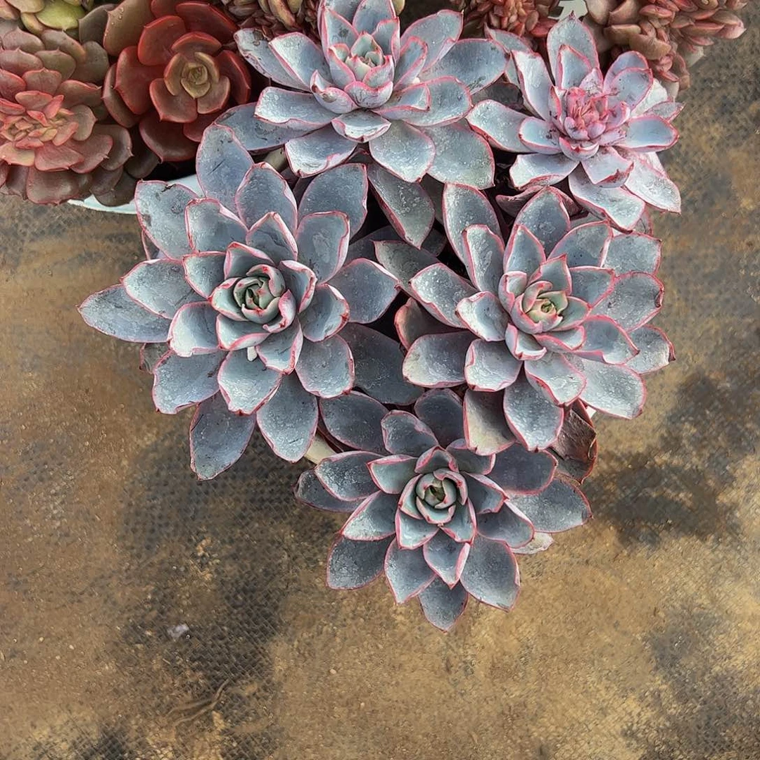 小叶赫拉多头群生老桩