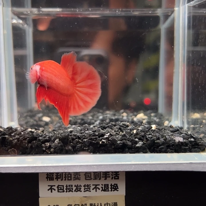 斗鱼竞拍跑单拉黑26日41