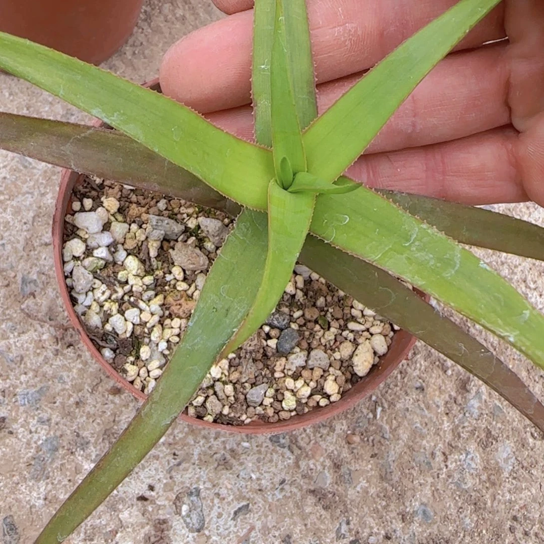 人**测块根植物块根植物块根植物