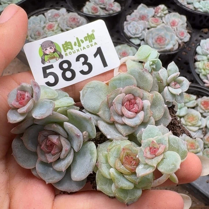 多肉植物多肉植物