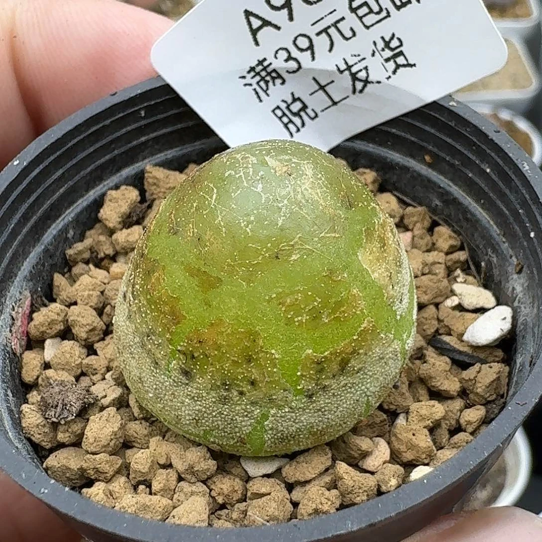 969号灯泡2.5厘米哈哈