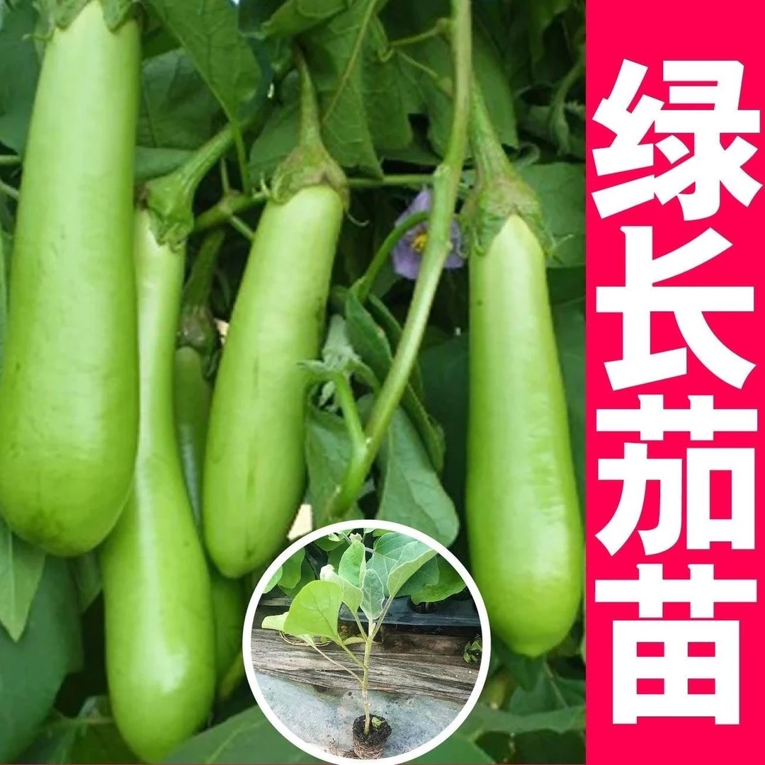 青茄子秧苗，新疆包邮焉耆大棚发，蔬菜秧苗