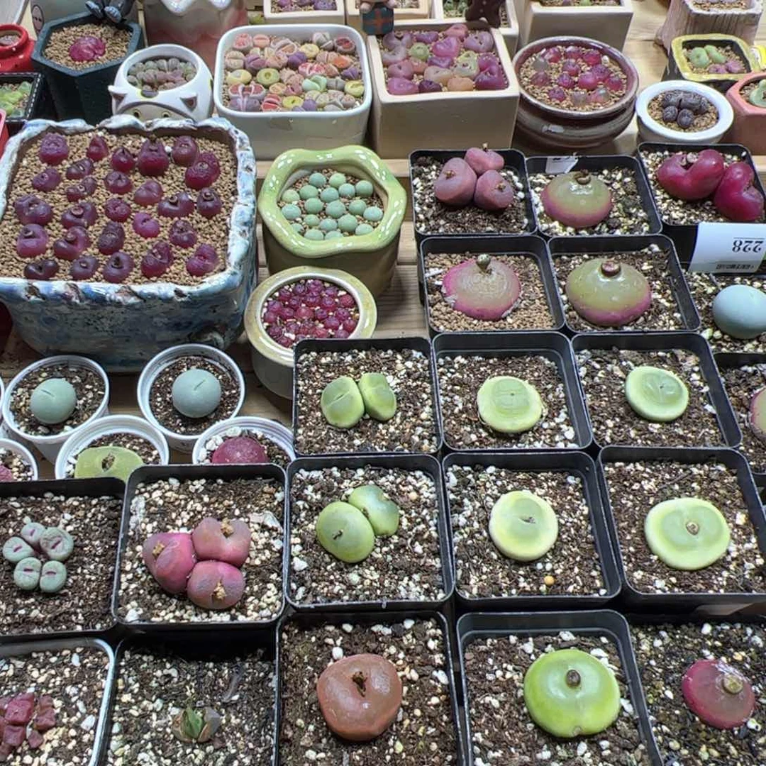 【闪购商品】金*空蝉苗x2