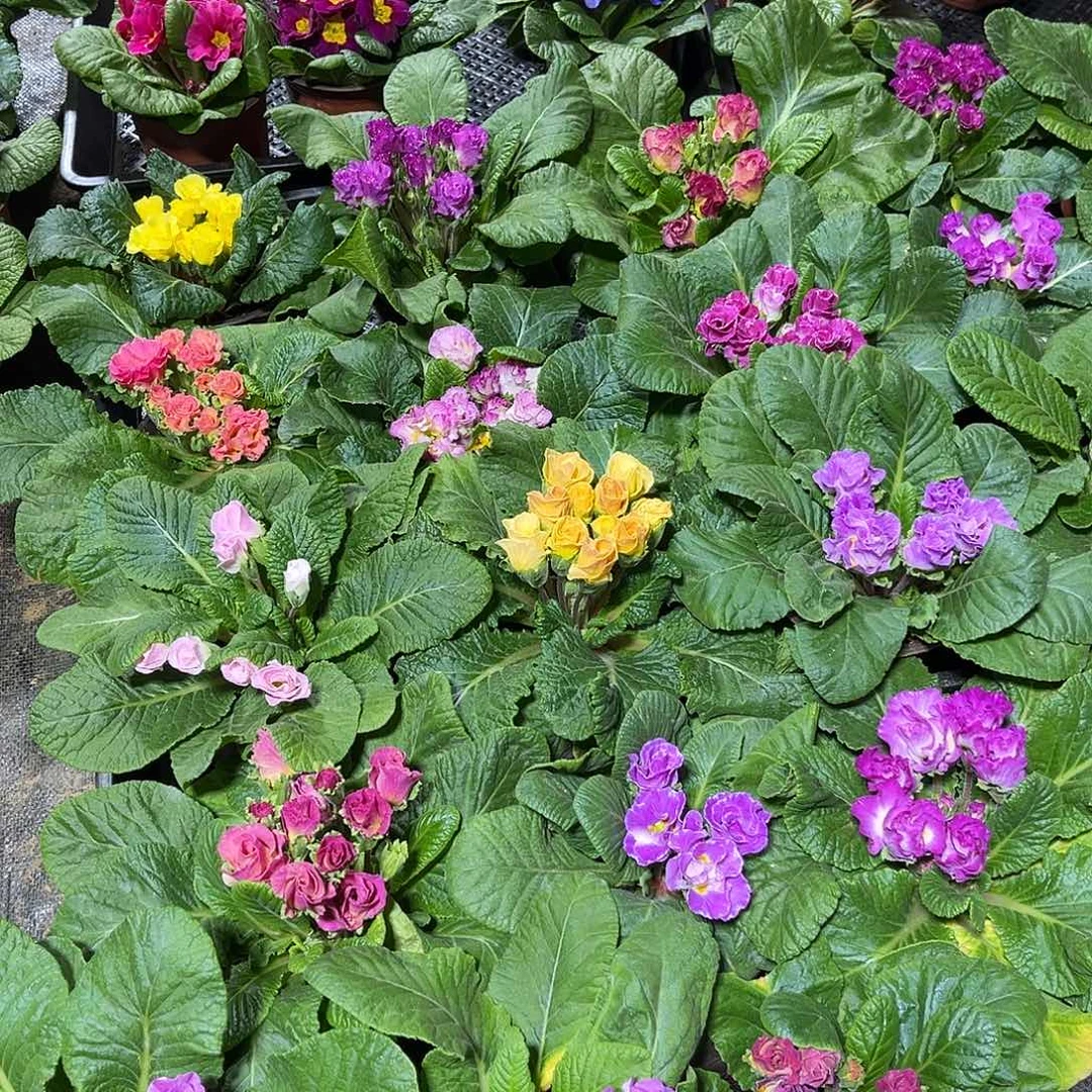 少量花朵（建议范围：2朵-5朵 或40%以下）报春花带花带花苞