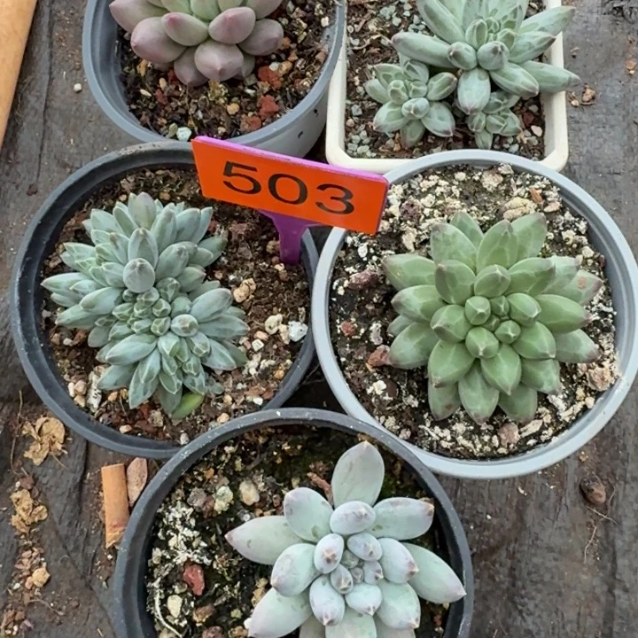 多肉植物一物一拍503