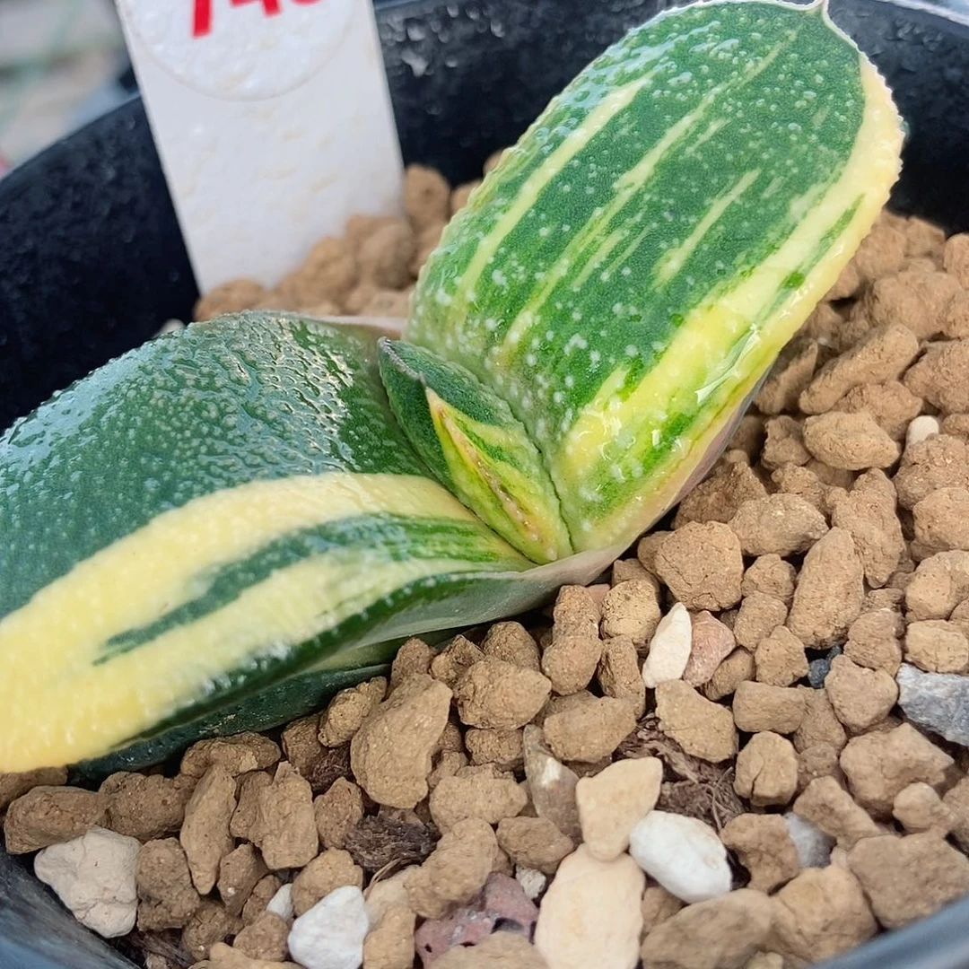 749卧牛实生锦带盆发货