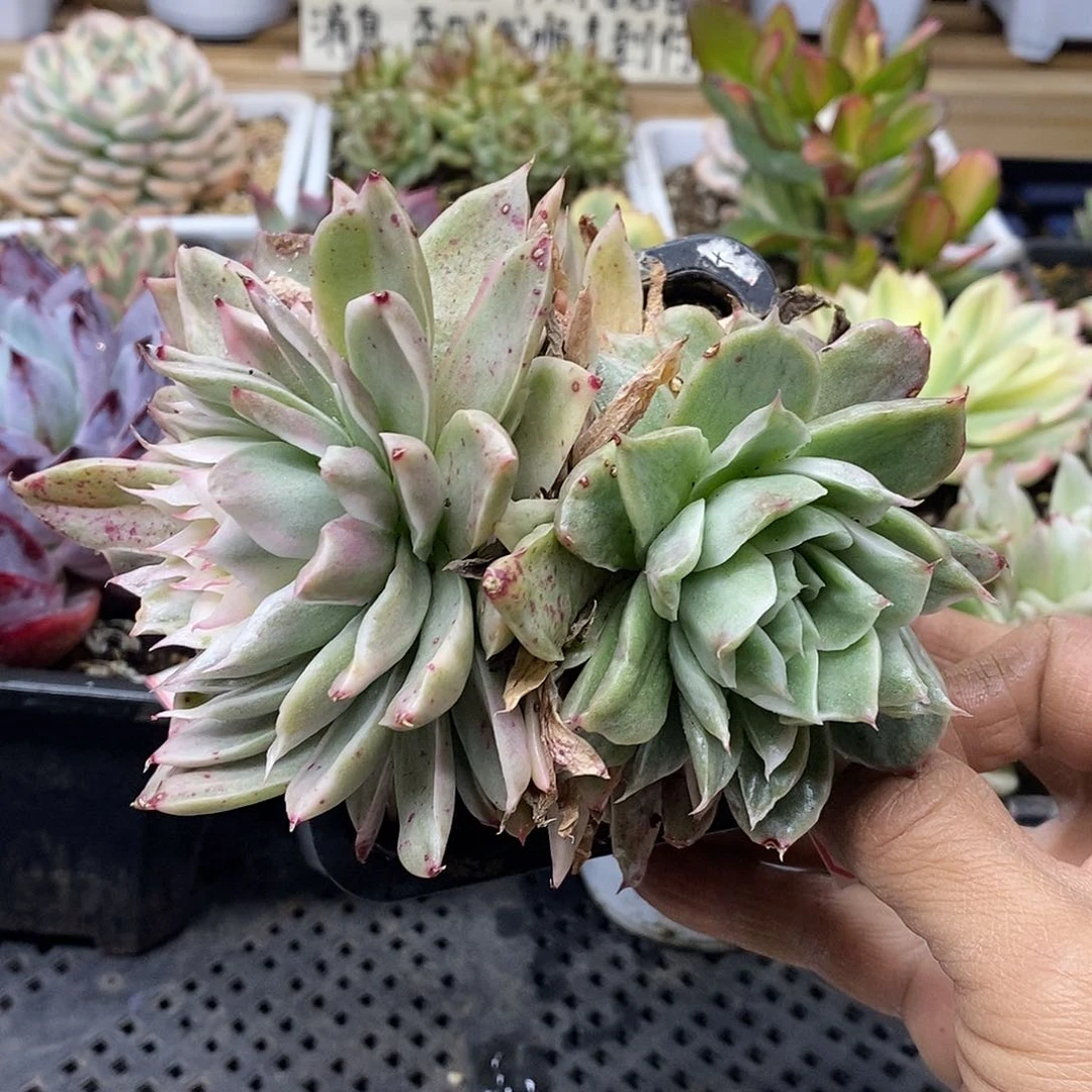 2890 海胆麦秆锦