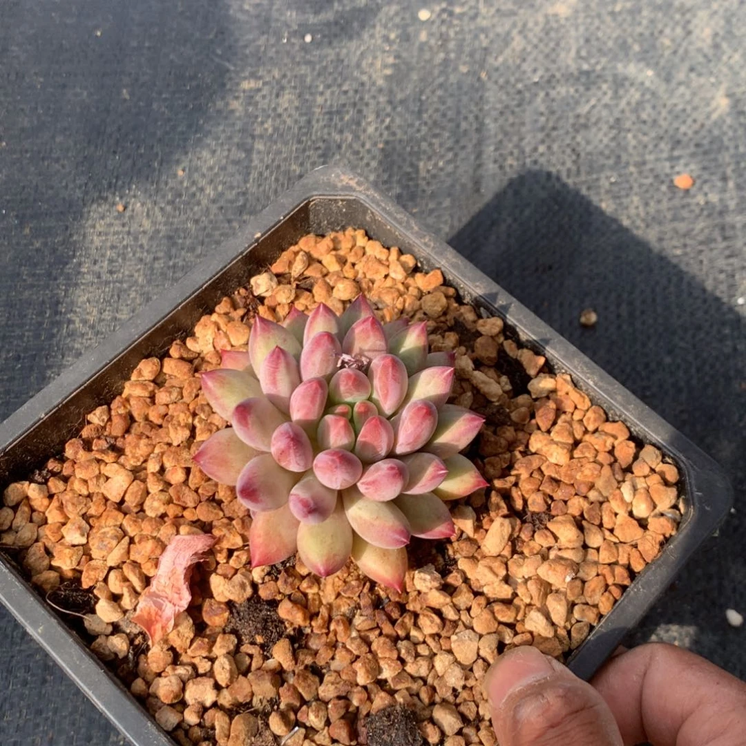 我是说的不可能我的手机