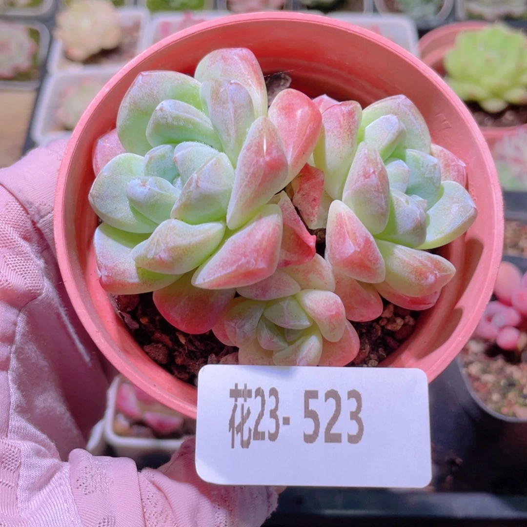 花利美23-523冰玉