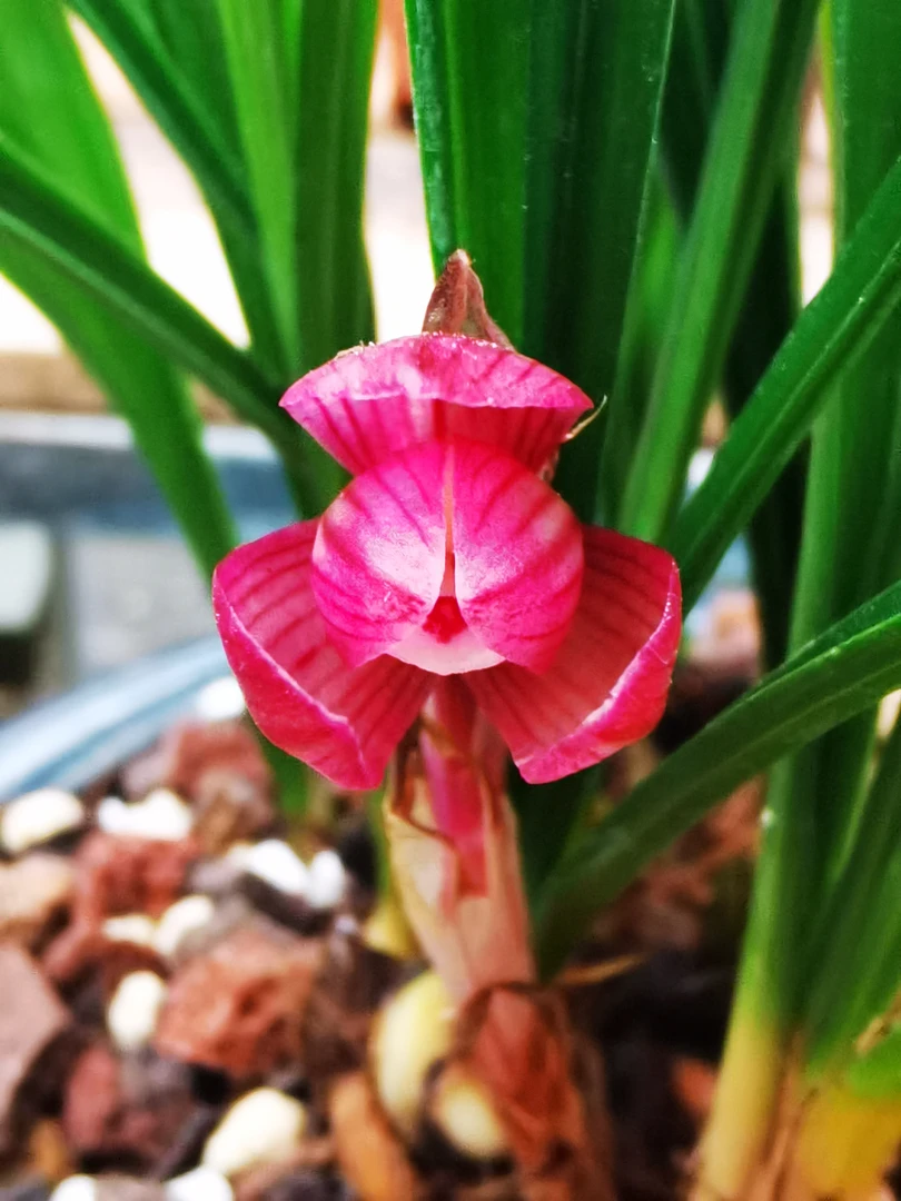 兰花直播间一物一拍