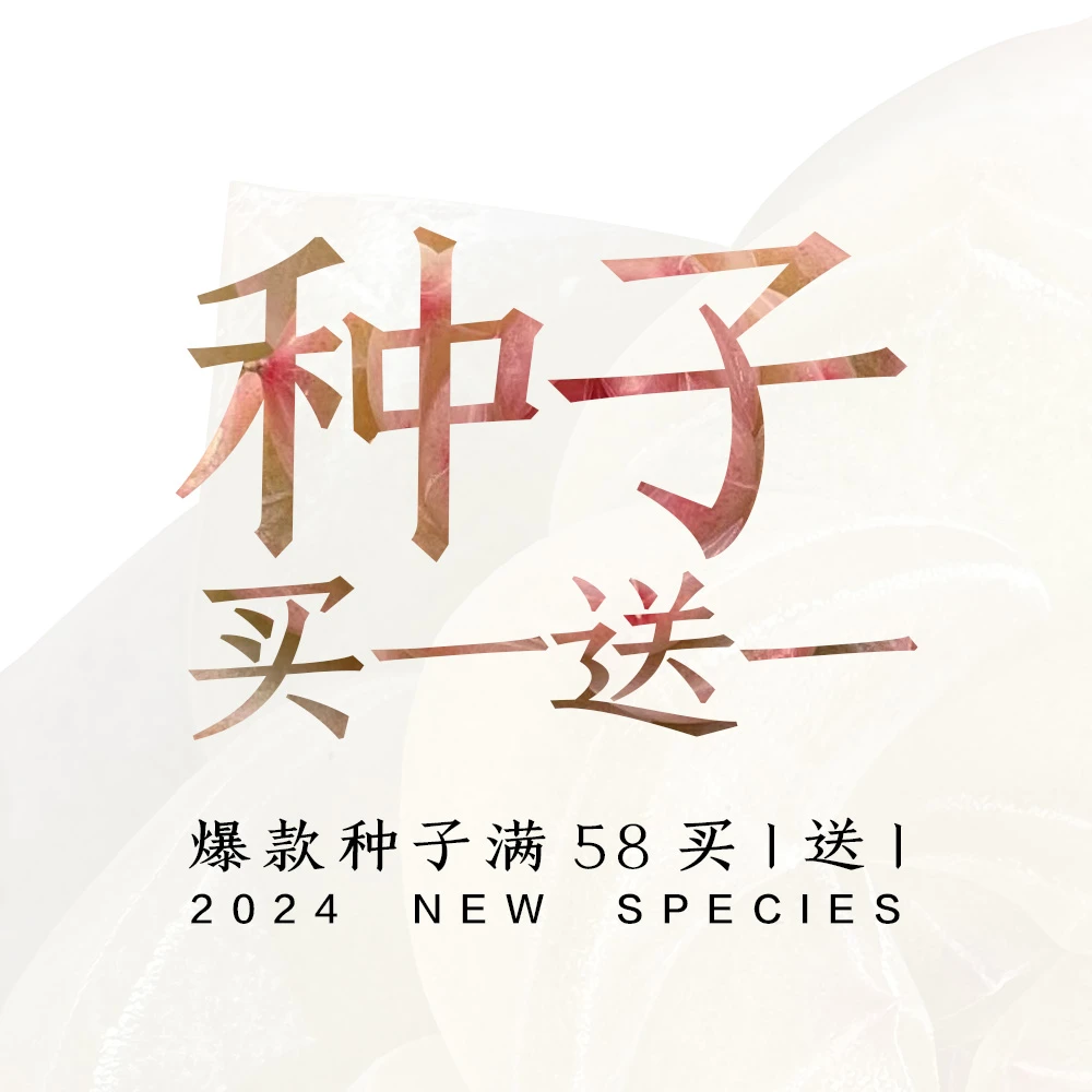 王玉芬多肉植物种子糖心珍妮杂交暗纹绿透