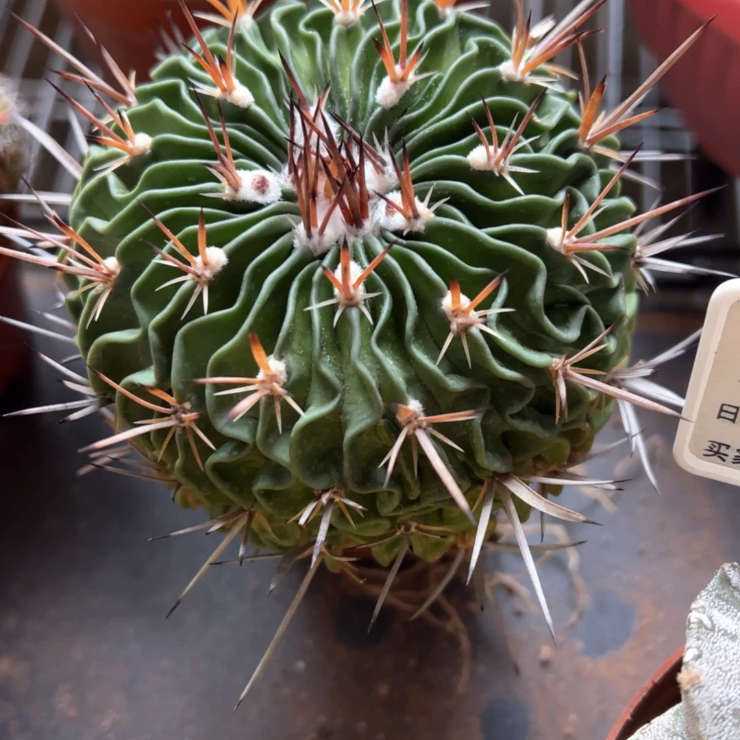 蓝**业长刺多凌玉。