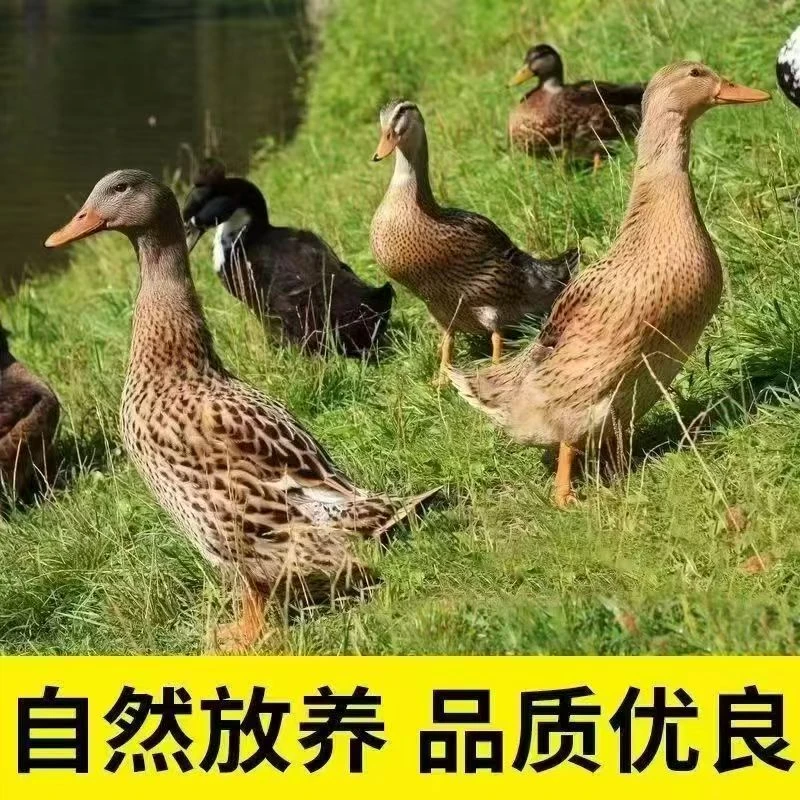 KK精选5只顺丰包邮农家散养鸭子无翅掌无内脏