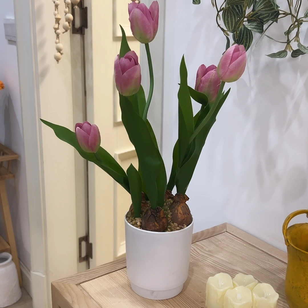 抖音直播间郁金香盆栽