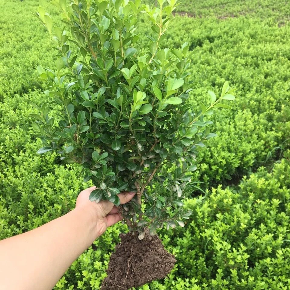 瓜子黄杨苗小叶黄杨苗黄杨树苗万年青庭院绿篱黄杨球花园球形苗木